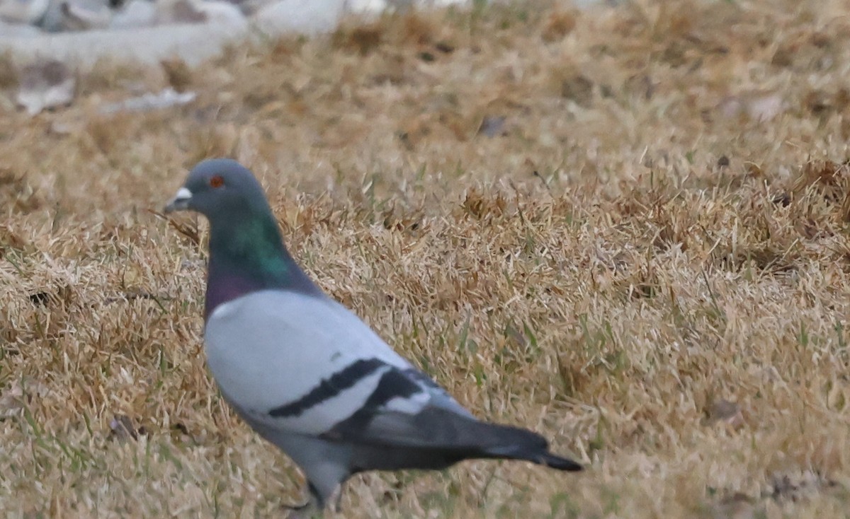 Rock Pigeon (Feral Pigeon) - ML616257933