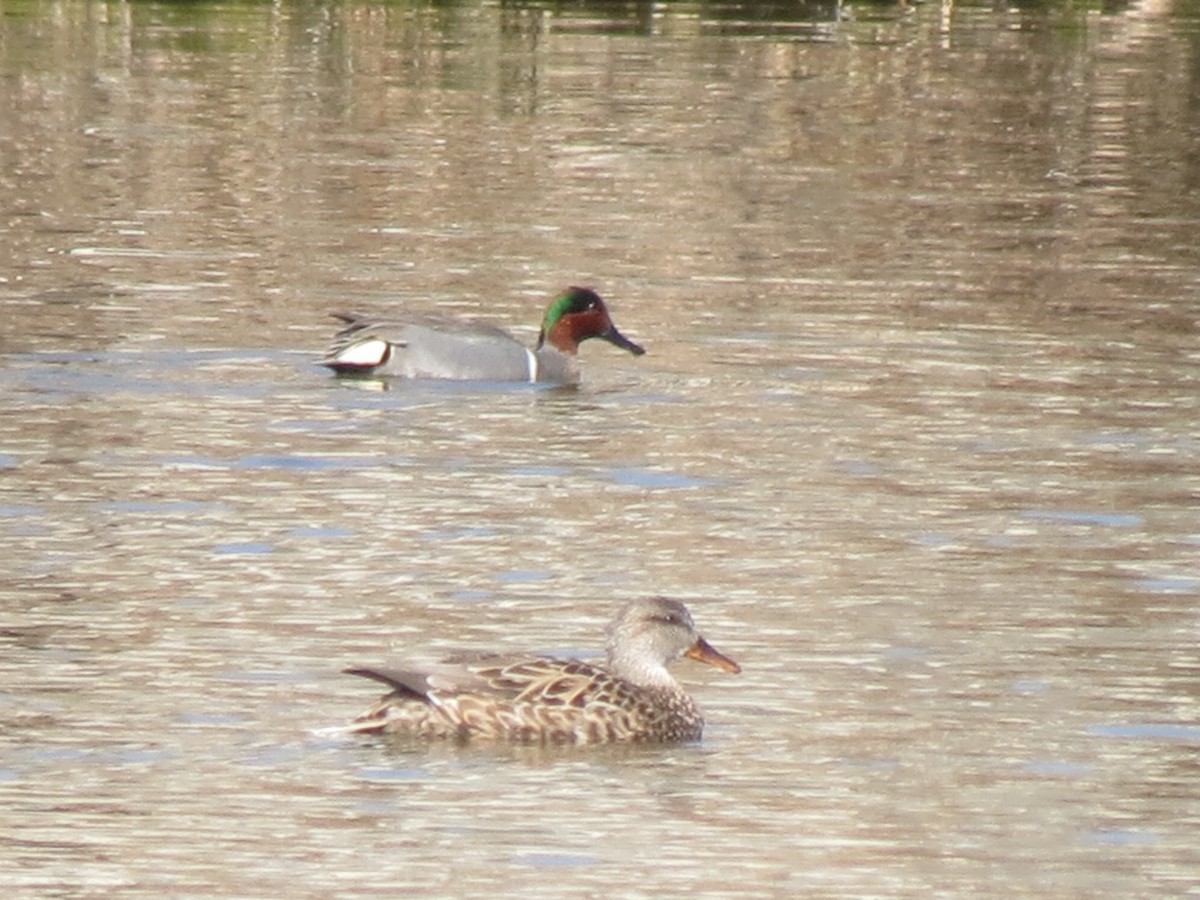 Green-winged Teal - ML616257942