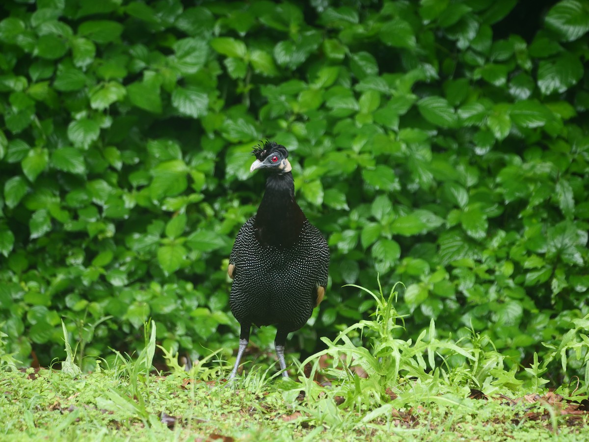 Southern Crested Guineafowl - ML616257955