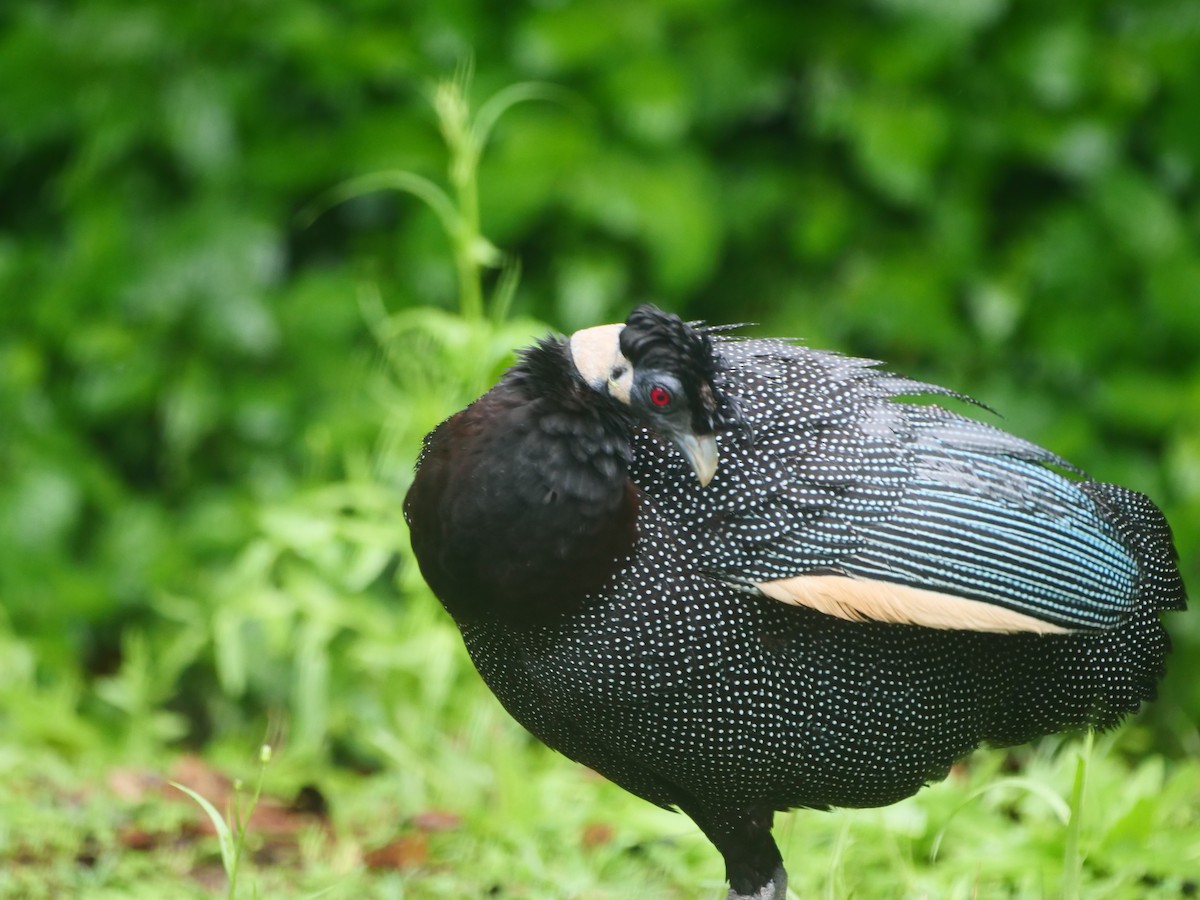 Southern Crested Guineafowl - ML616257956