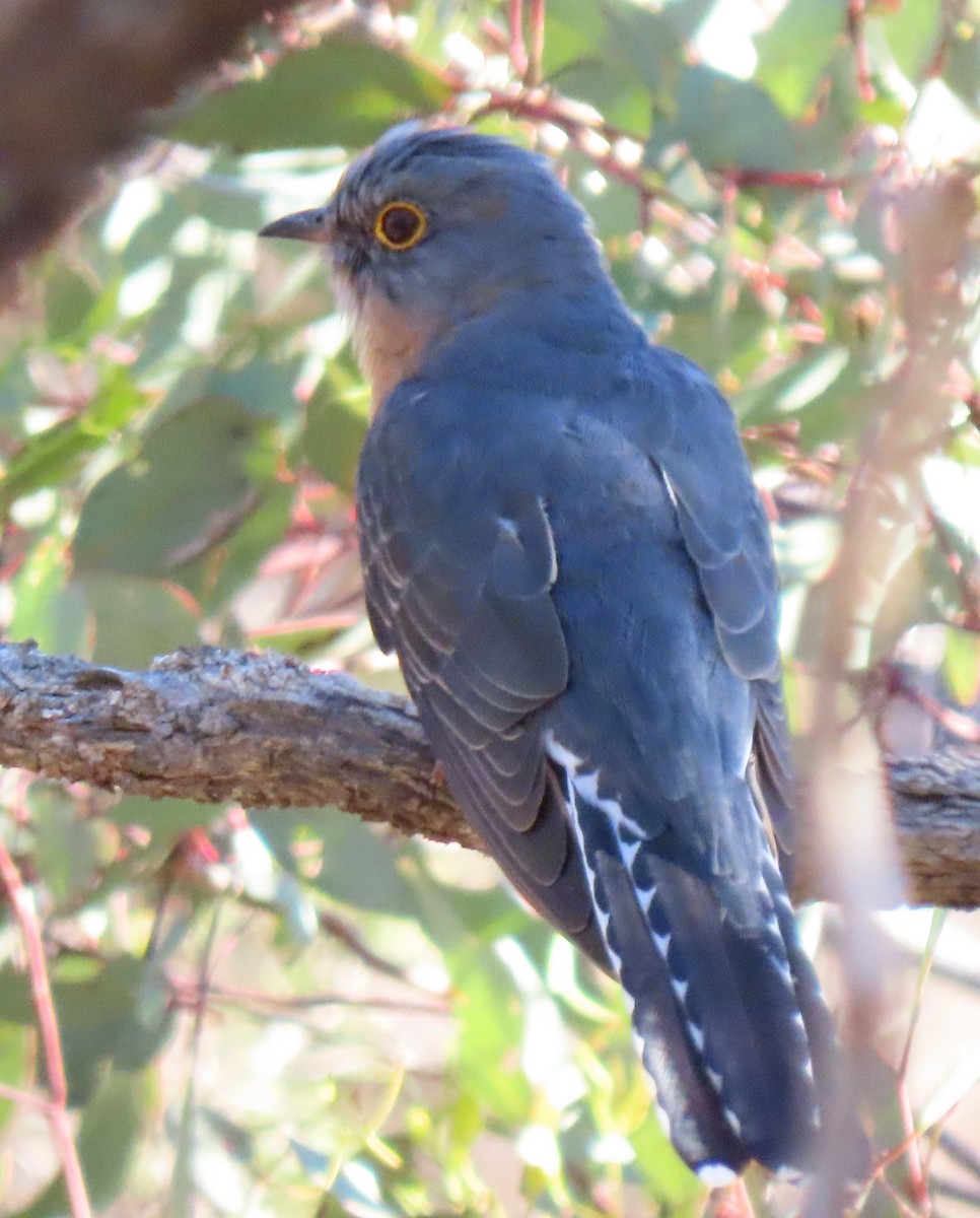 Fan-tailed Cuckoo - Peter Taylor (ex Birding SW)