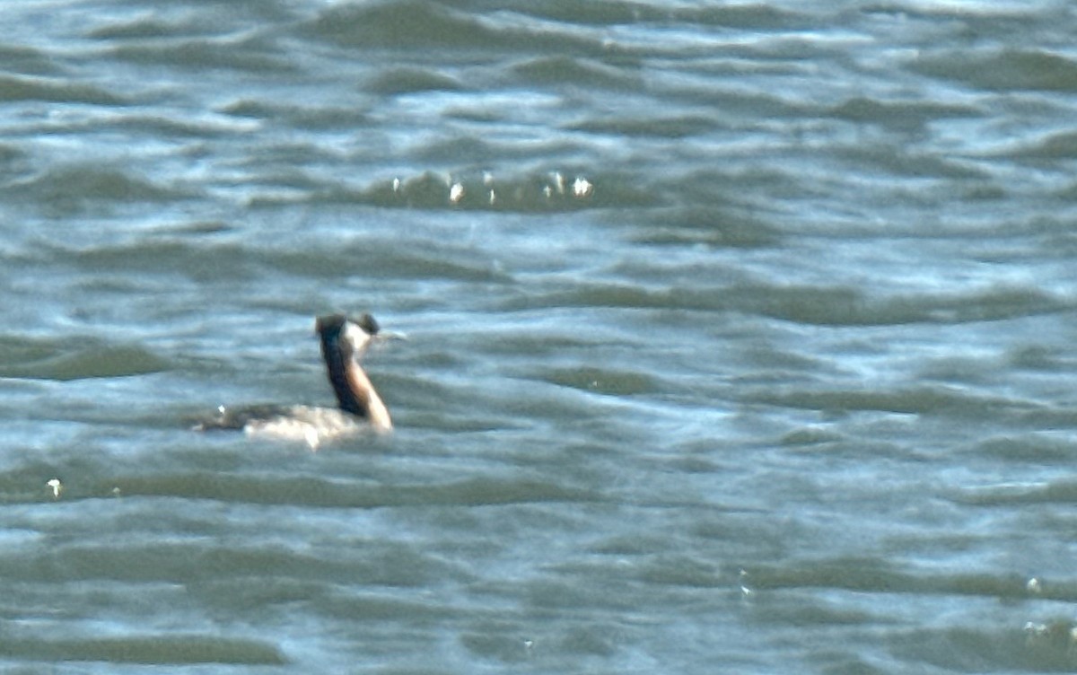Red-necked Grebe - ML616258098