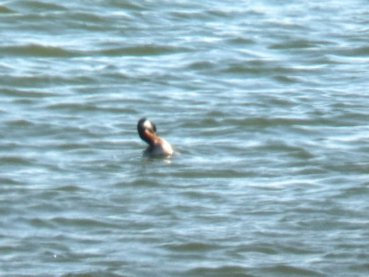 Red-necked Grebe - ML616258099