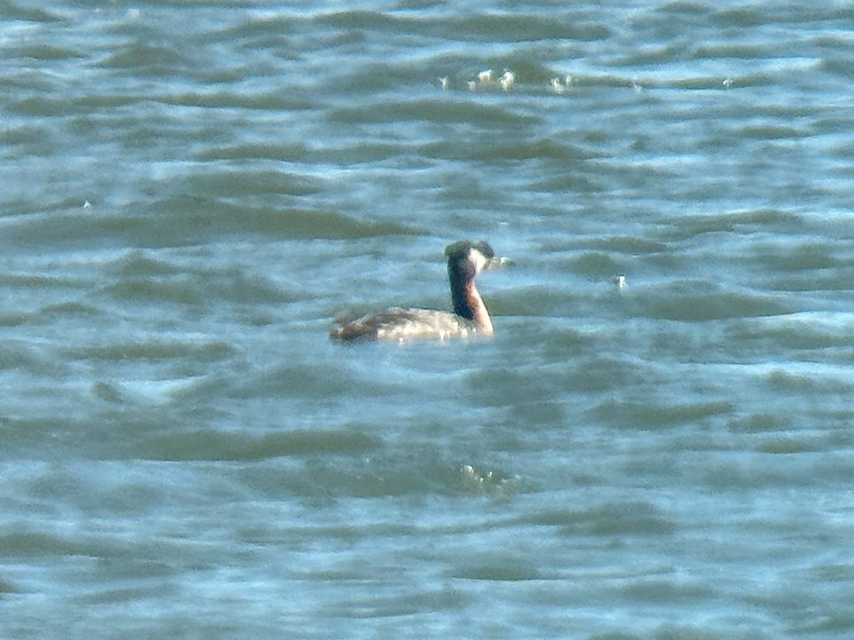 Red-necked Grebe - ML616258100