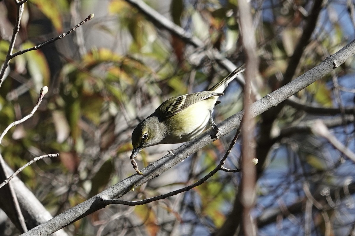 Ebird Checklist Mar Great Dismal Swamp Nwr Jericho Ditch