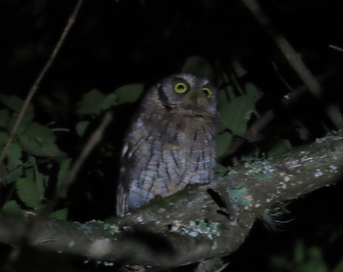 Montane Forest Screech-Owl - ML616258272