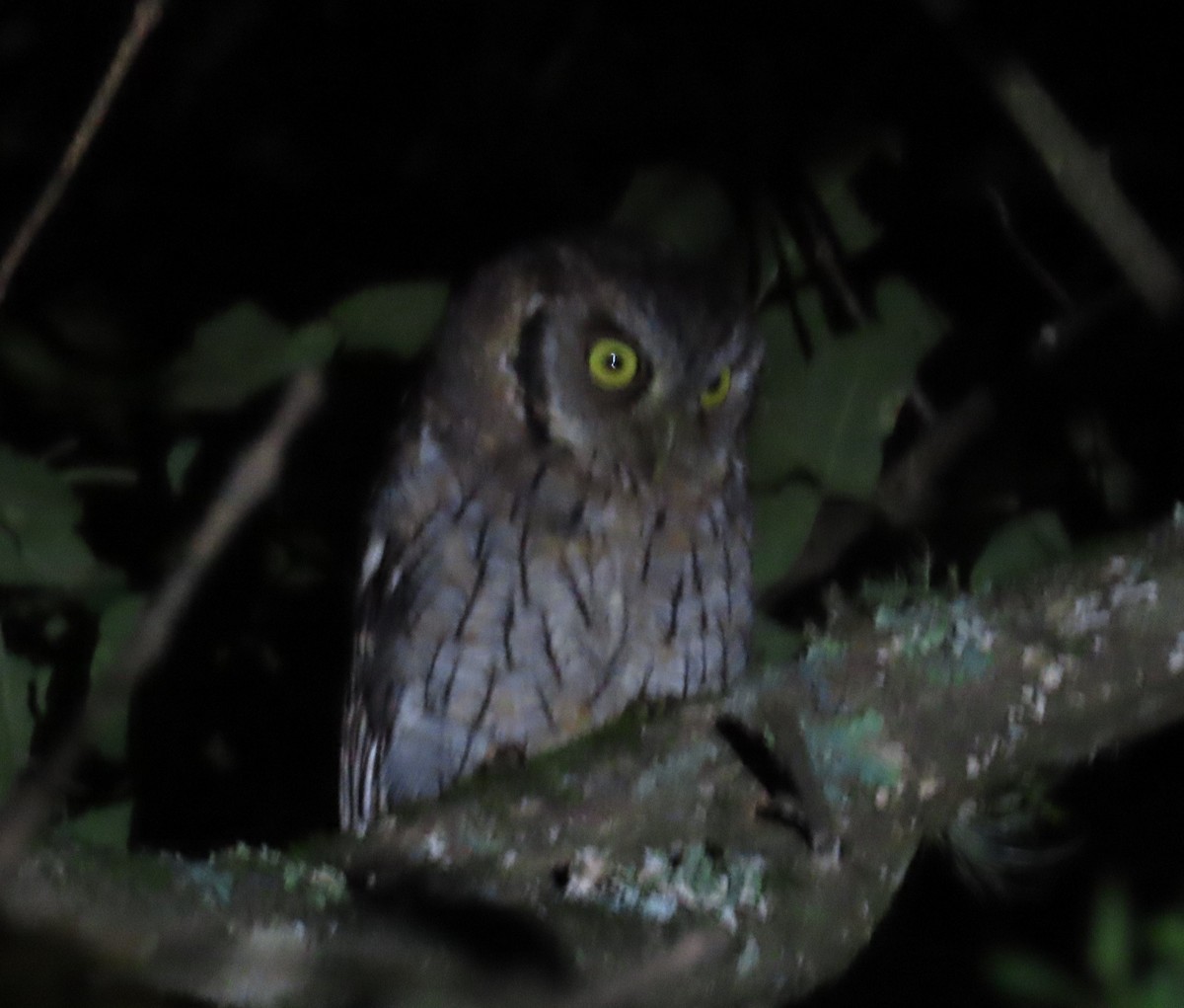 Montane Forest Screech-Owl - ML616258279