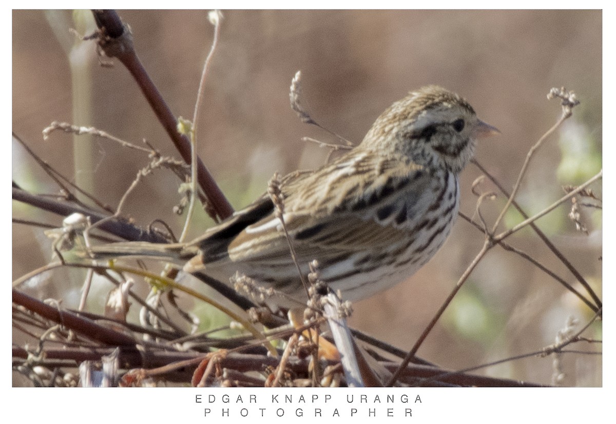Savannah Sparrow - ML616258372
