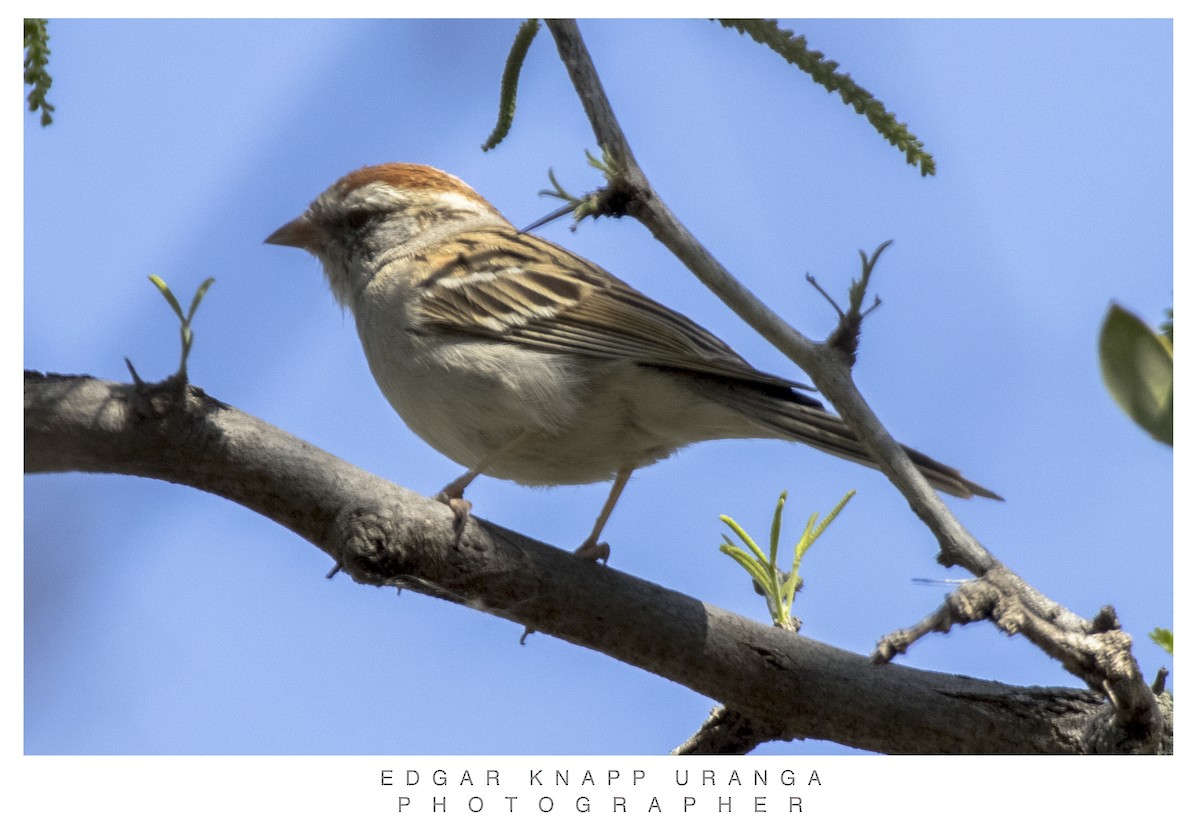 Chipping Sparrow - ML616258474