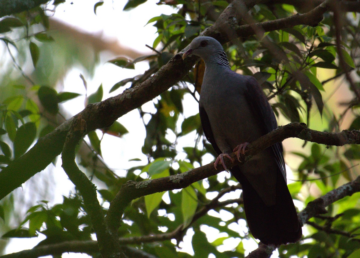 Nilgiri Wood-Pigeon - ML616258555