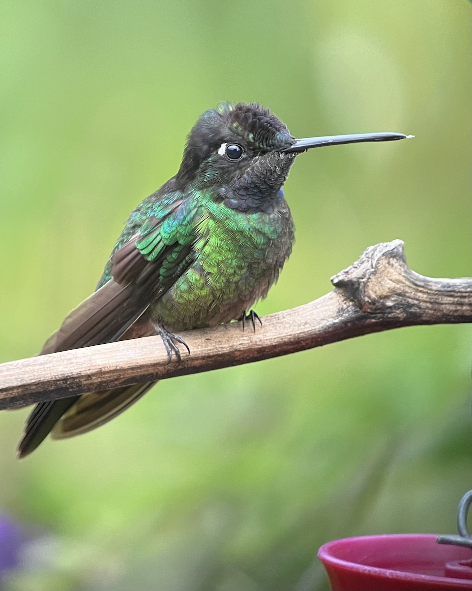 Talamanca Hummingbird - ML616258579