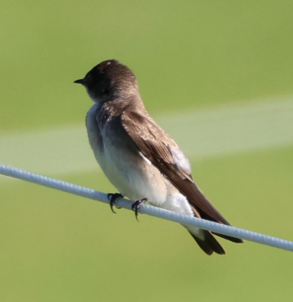Northern Rough-winged Swallow - ML616258584