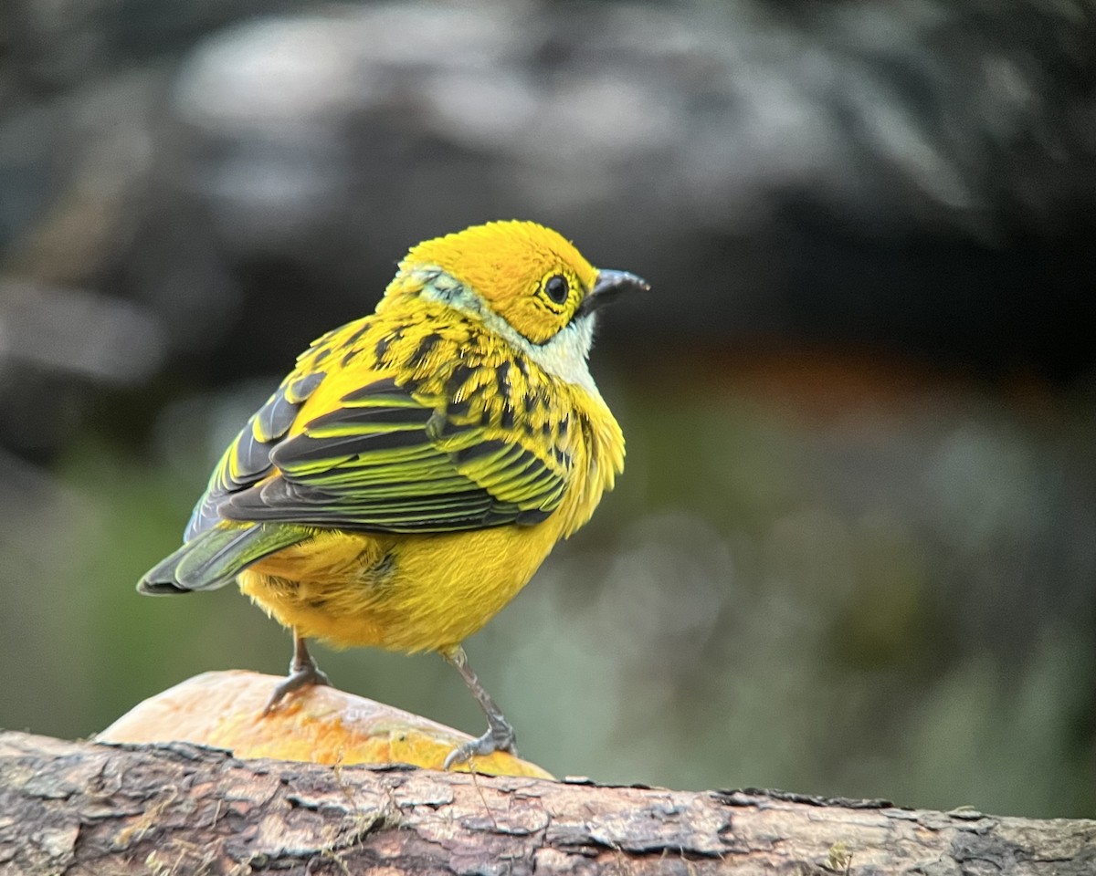 Silver-throated Tanager - ML616258608