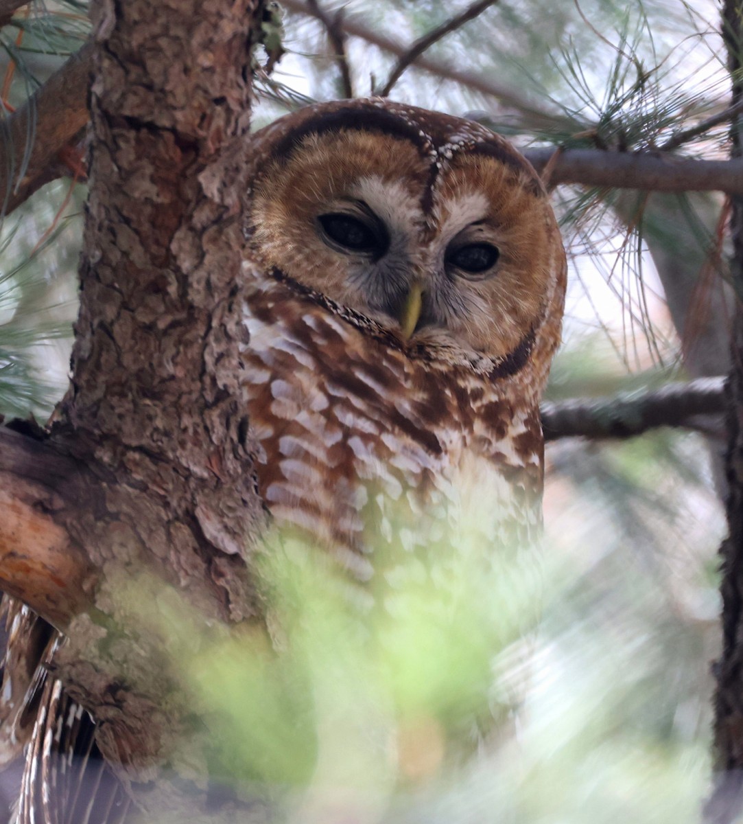 Spotted Owl - ML616258616