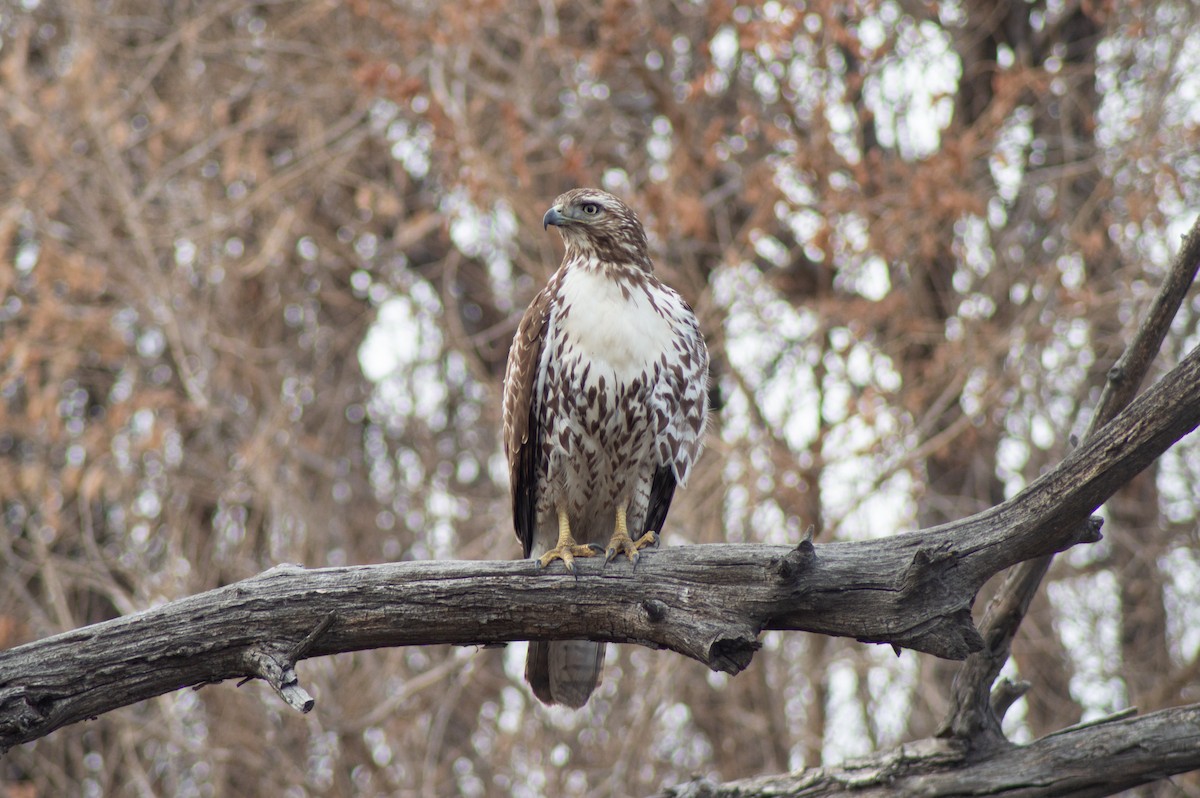 Red-tailed Hawk - ML616258670