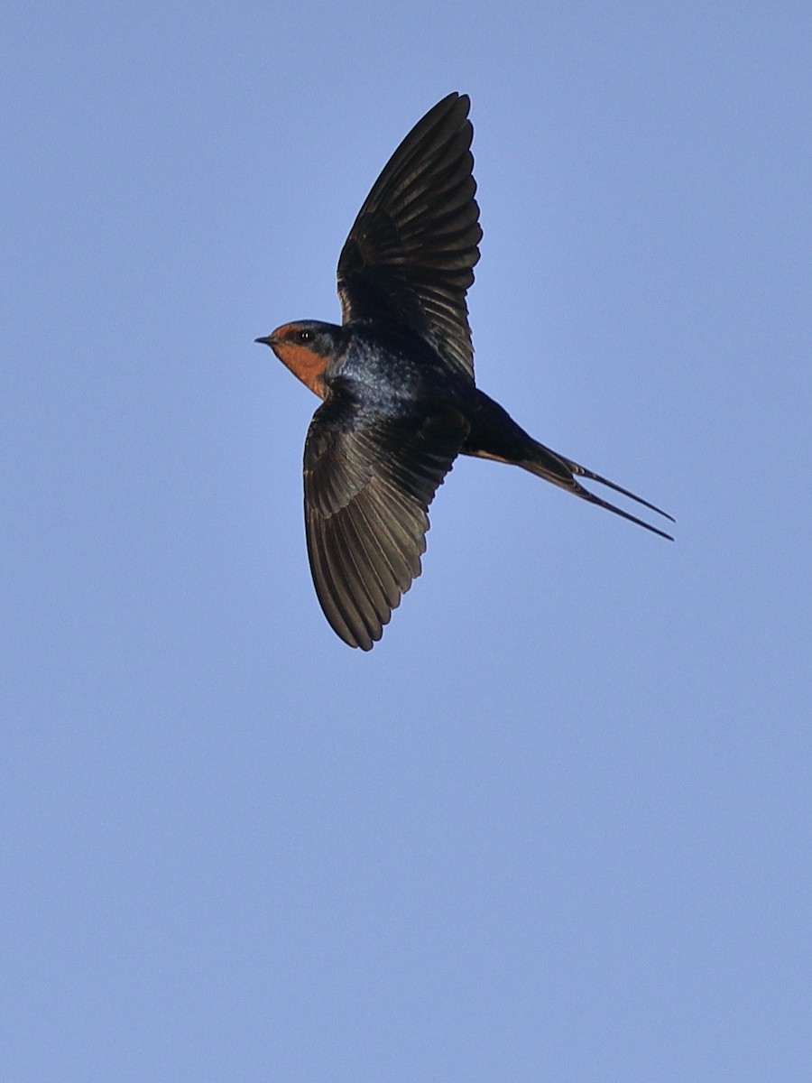 Barn Swallow - Hampus Sandberg