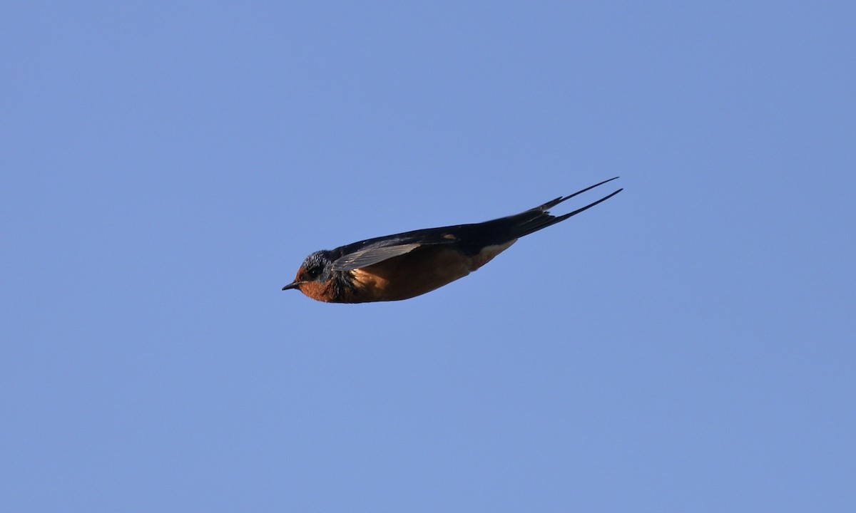 Barn Swallow - Hampus Sandberg