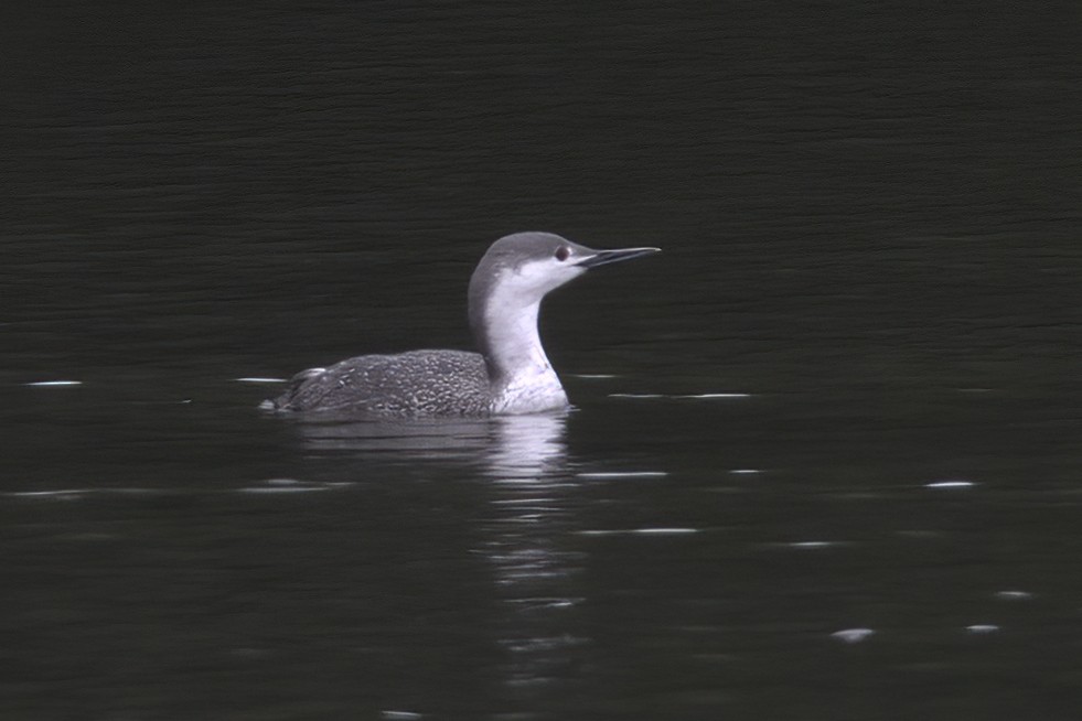 Red-throated Loon - ML616258881