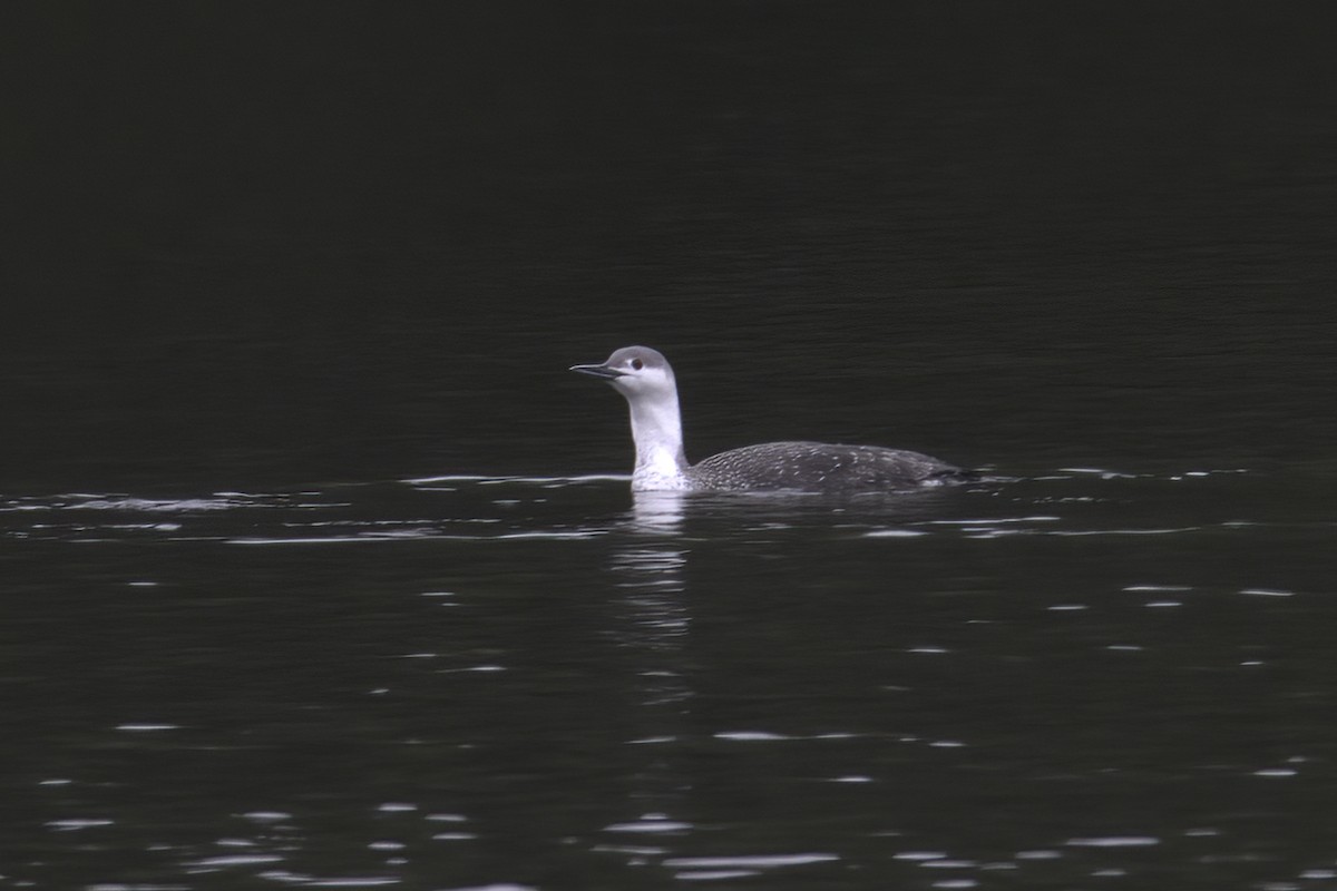 Red-throated Loon - ML616258882
