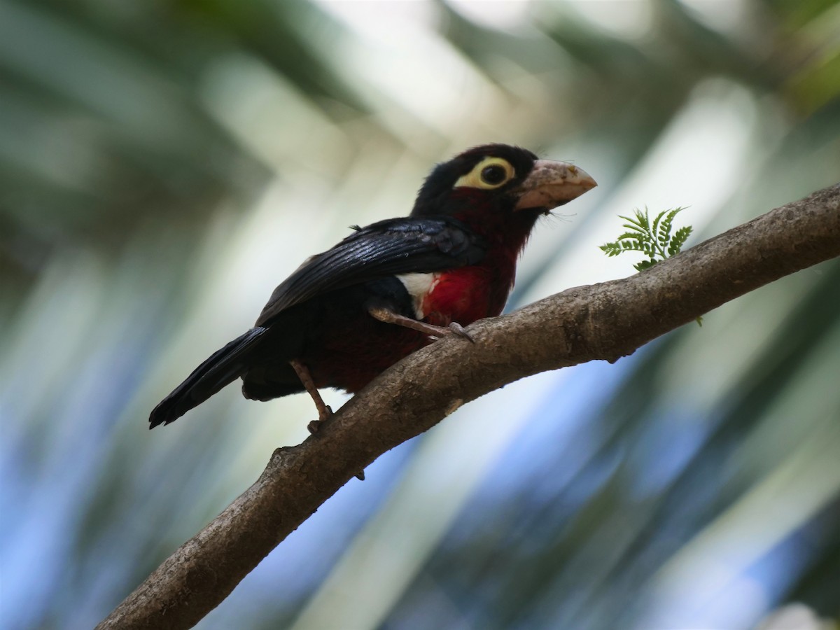 Double-toothed Barbet - ML616259091