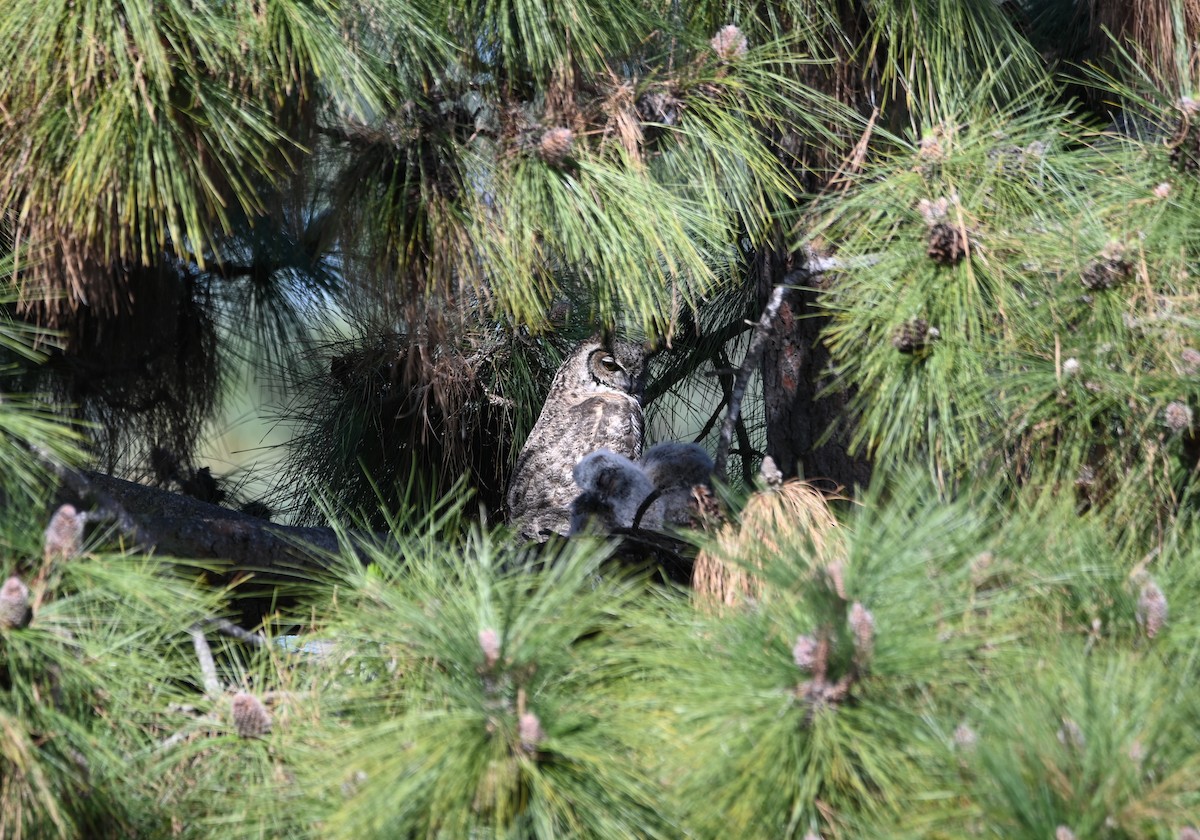 Great Horned Owl - ML616259290