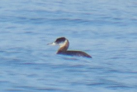Red-necked Grebe - ML616259315