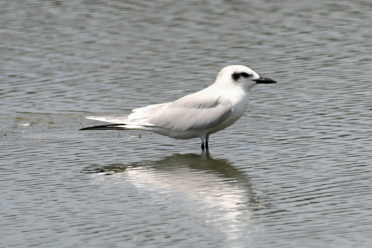 Gull-billed Tern - Ian Gardner