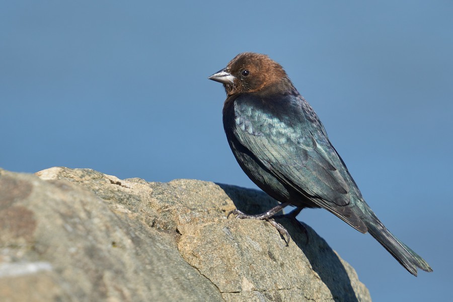 Brown-headed Cowbird