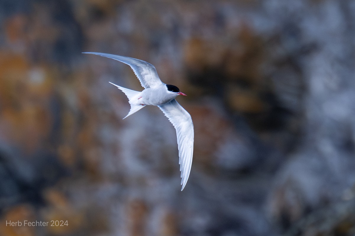 Antarctic Tern (Antarctic) - ML616259591