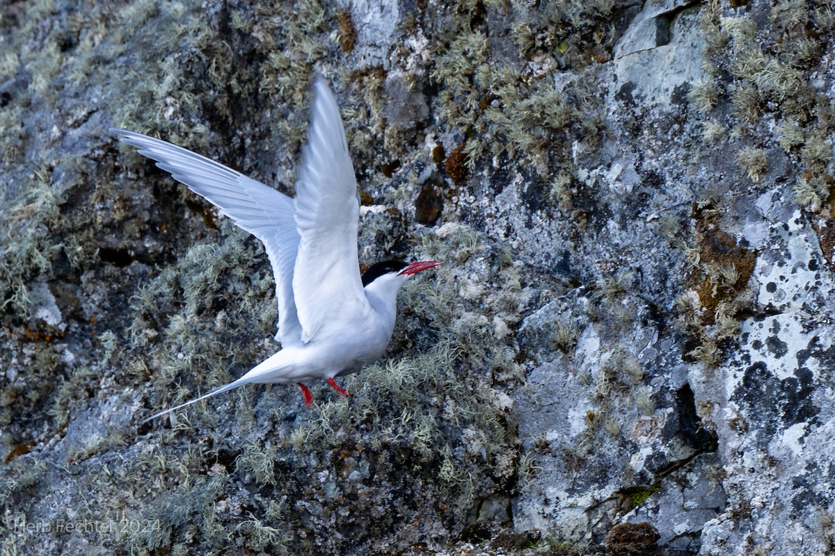 Antarctic Tern (Antarctic) - ML616259593