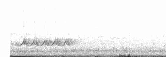 Tropenspottdrossel (gracilis/leucophaeus) - ML616259796