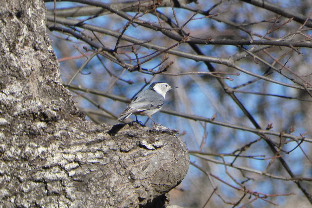 White-breasted Nuthatch - ML616259812