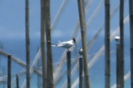 Chinese Crested Tern - ML616259925