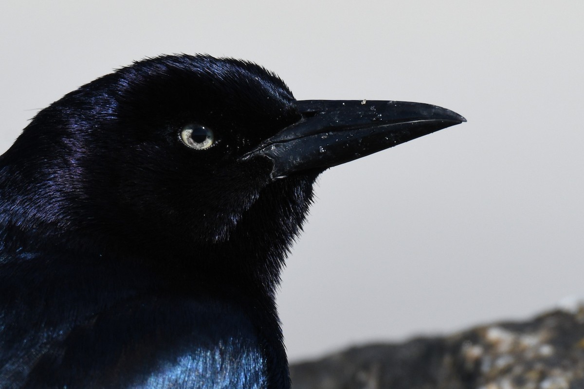 Boat-tailed Grackle - ML616260195