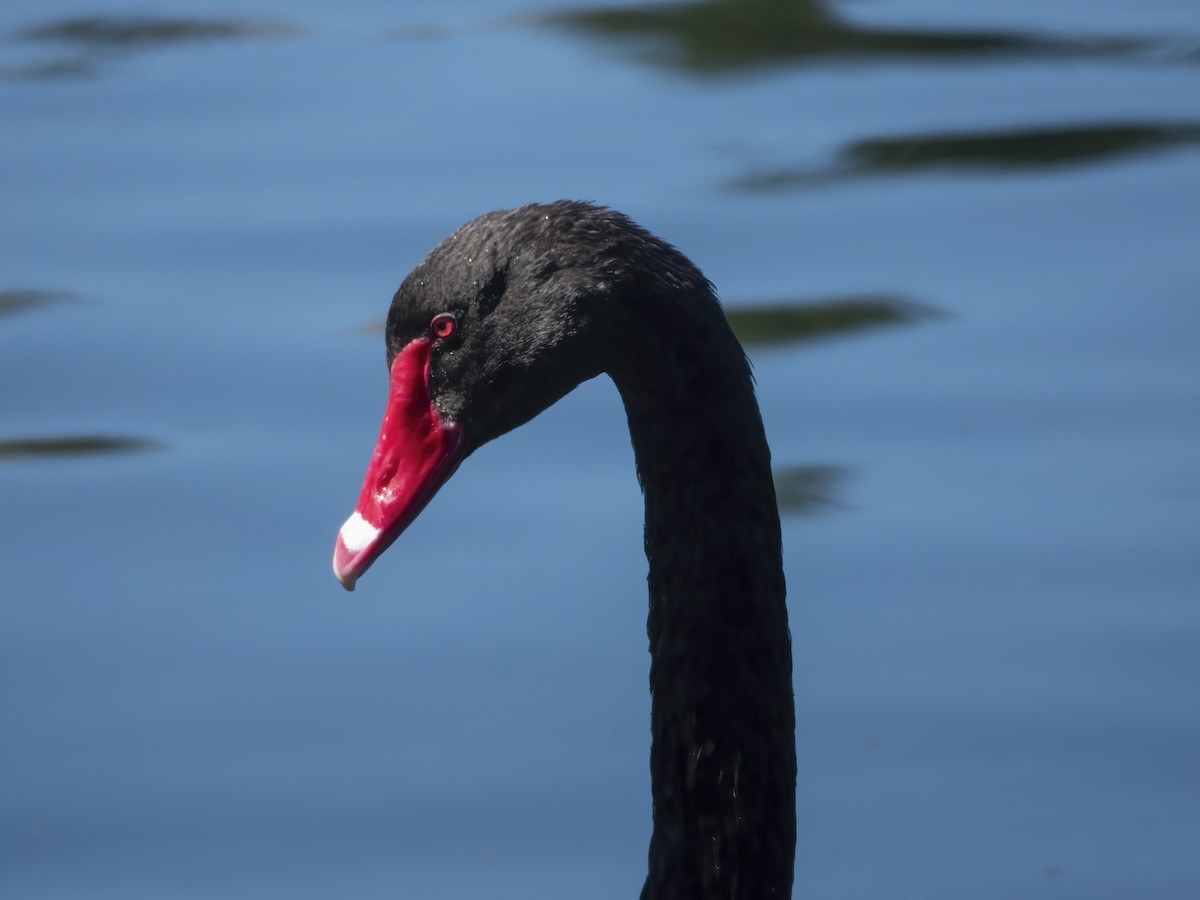Black Swan - ML616260243