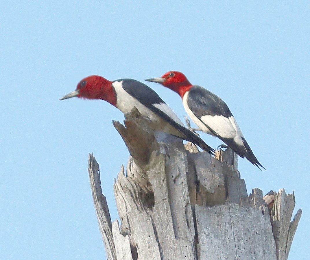 Red-headed Woodpecker - ML616260426