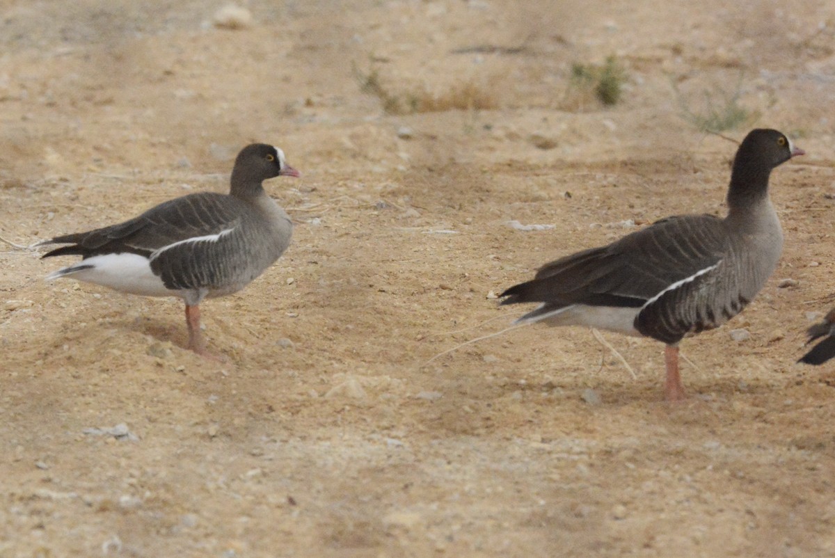 Lesser White-fronted Goose - ML616260437