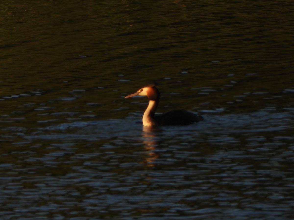 Great Crested Grebe - ML616260494