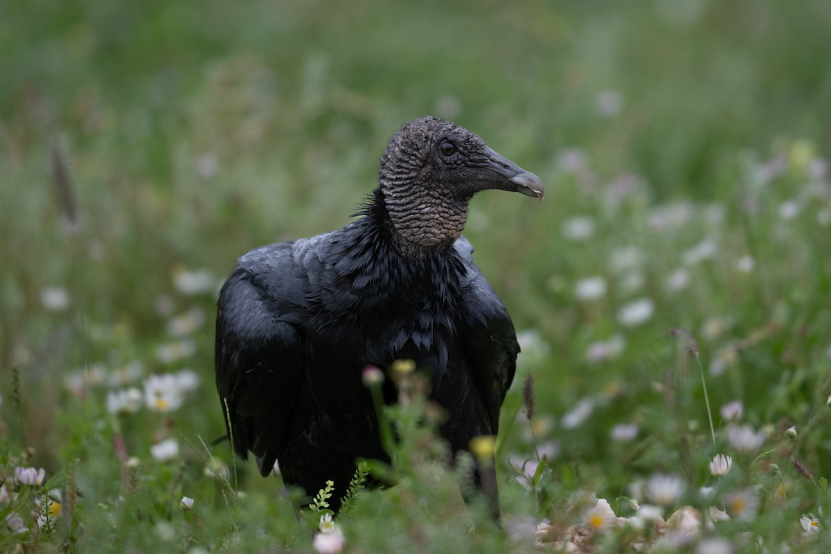 Black Vulture - ML616260596