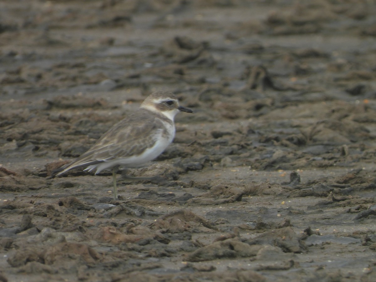 Double-banded Plover - ML616260624
