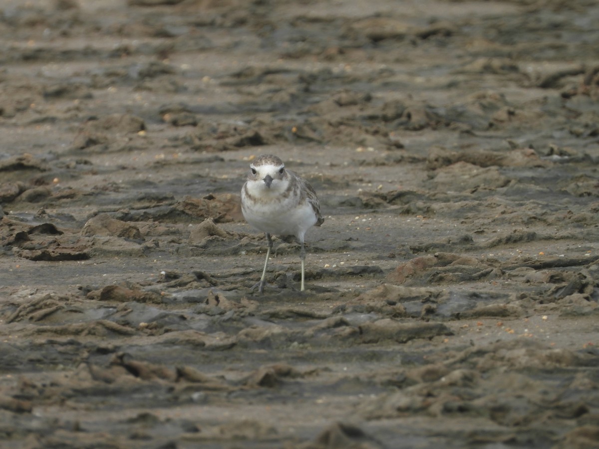 Double-banded Plover - ML616260629