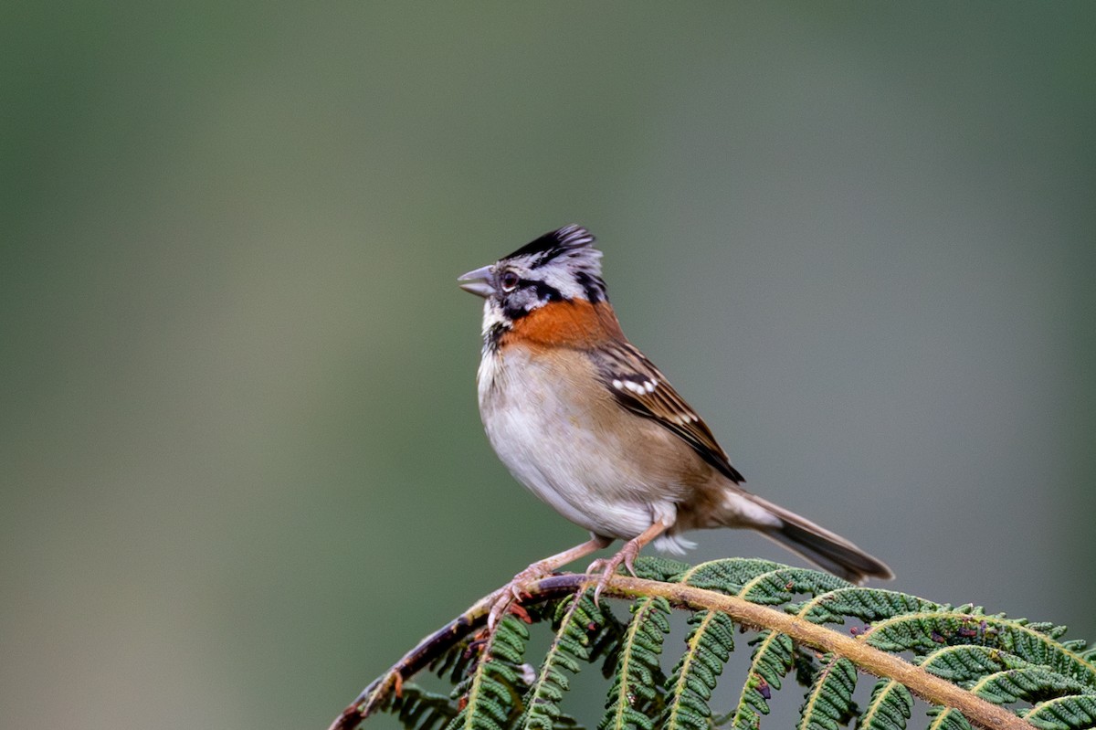 Rufous-collared Sparrow - ML616260731