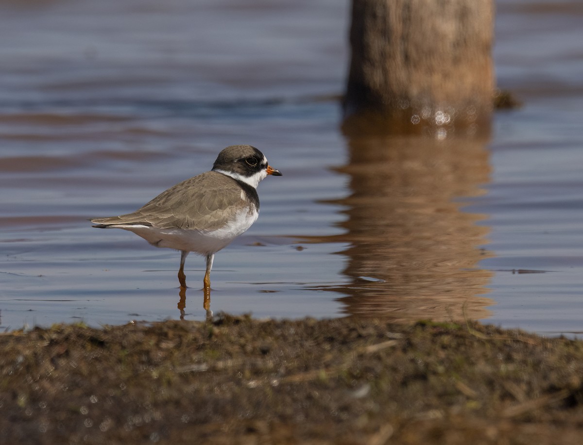 Semipalmated Plover - Stephen Ofsthun