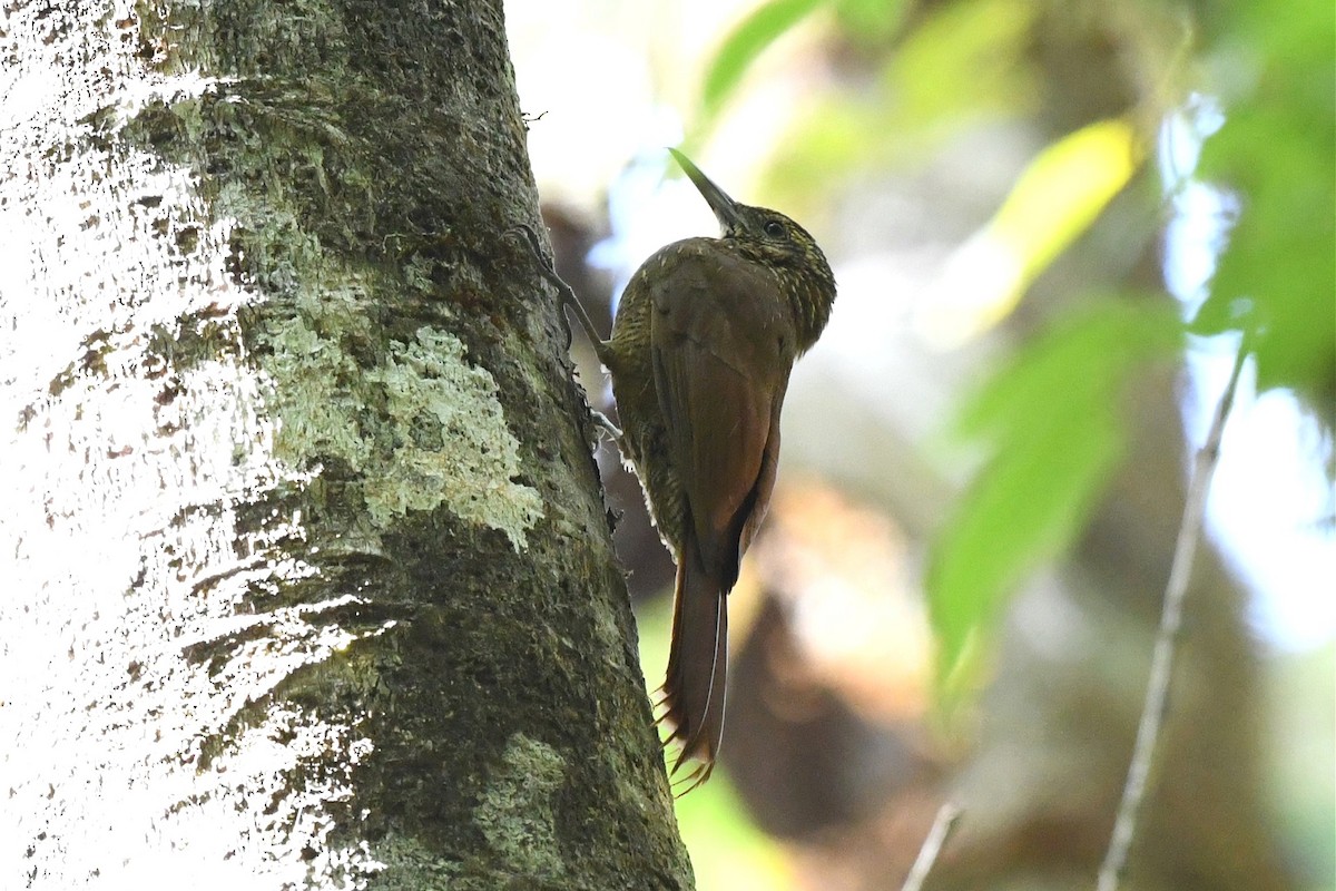 Black-banded Woodcreeper - Jerry Chen