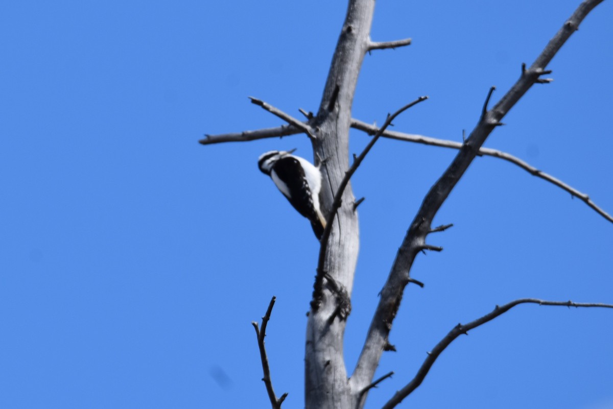 Hairy Woodpecker - ML616261008