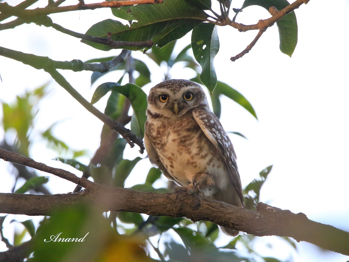 Spotted Owlet - ML616261314