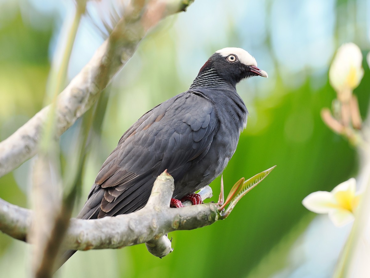 White-crowned Pigeon - ML616261377