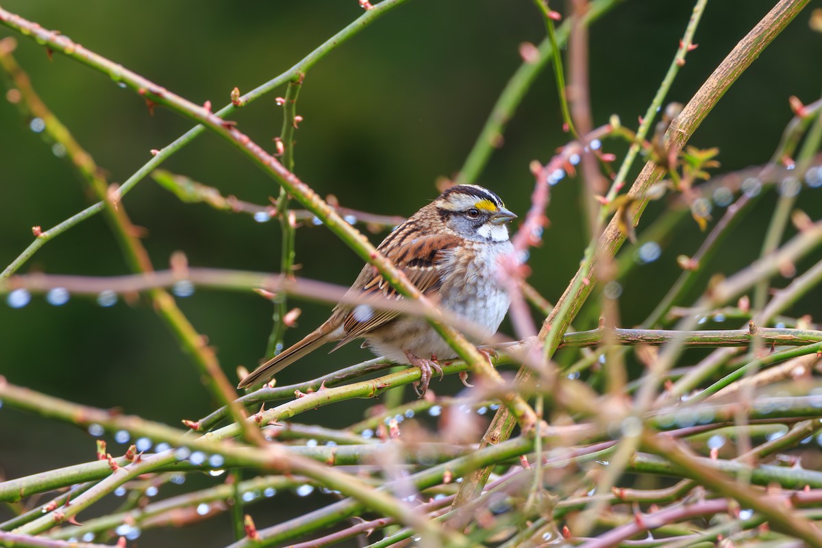 White-throated Sparrow - ML616261490