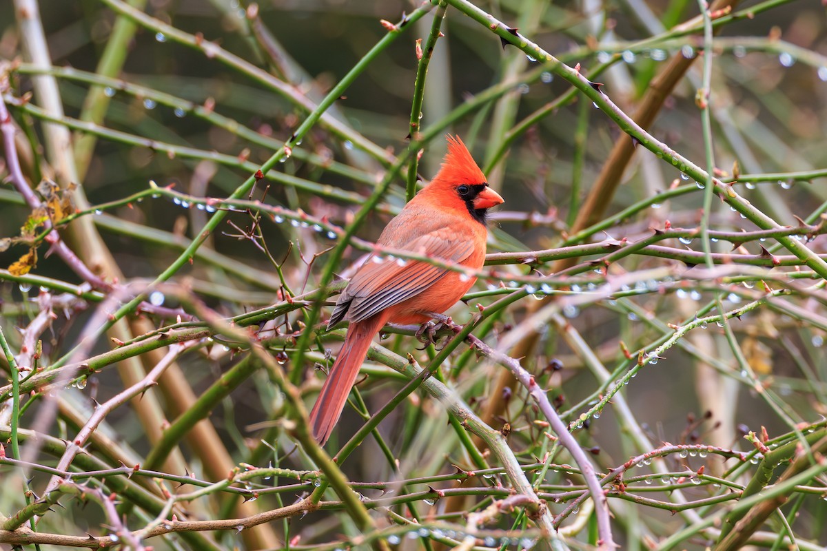Northern Cardinal - Chris Kennelly