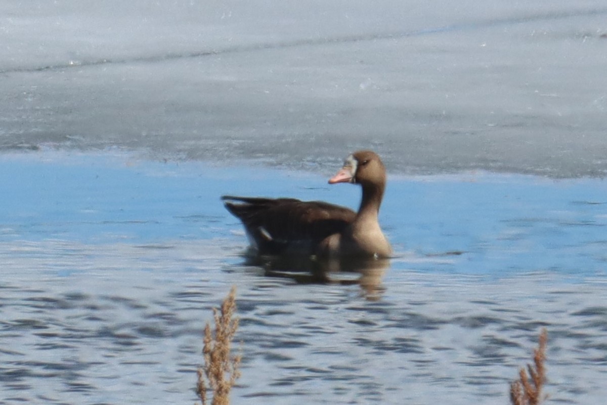 Greater White-fronted Goose - ML616261594